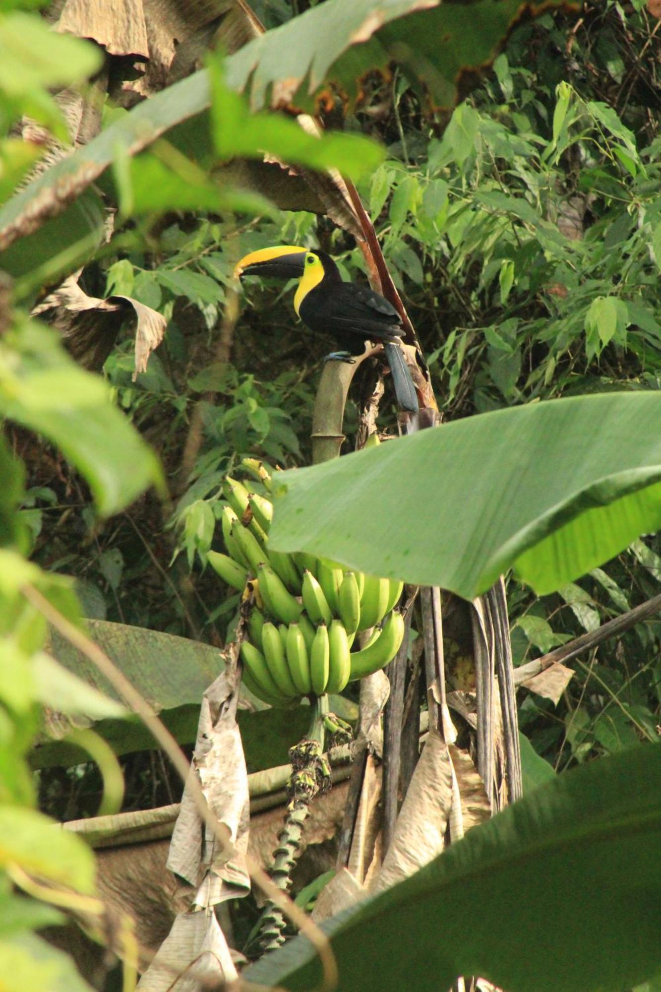 La Aldea Del Primitivo Hotel Nuqui Ngoại thất bức ảnh